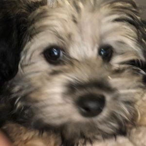 Meet your Posher, Jasmine